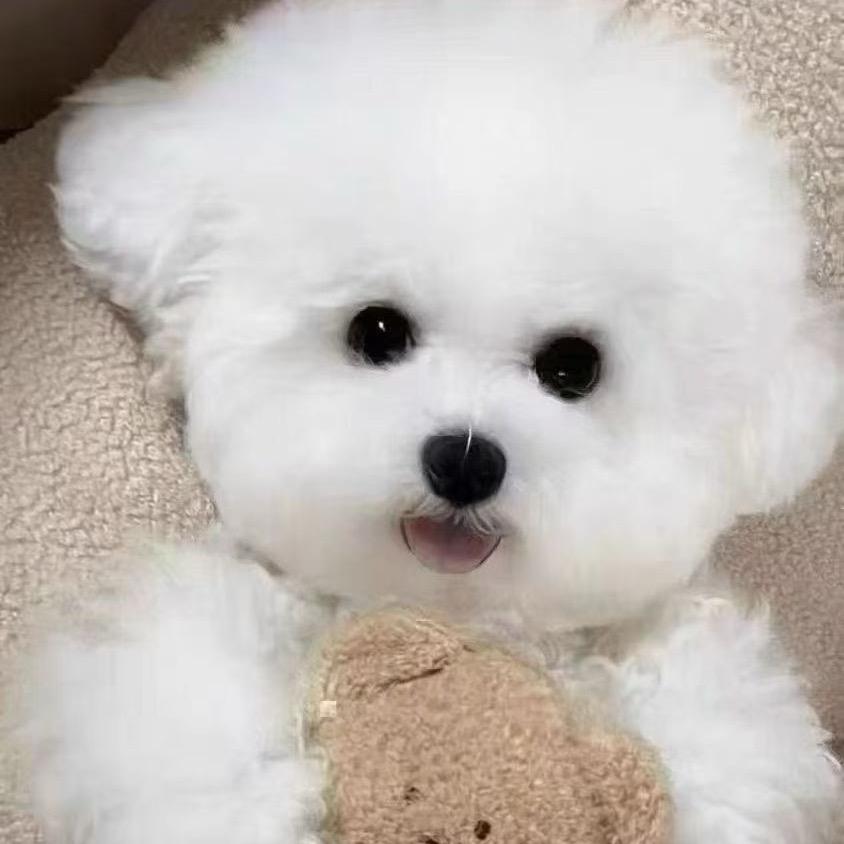 院院比熊雪纳瑞