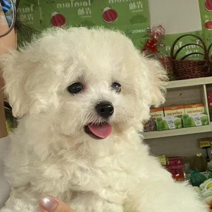 云朵是只比熊.