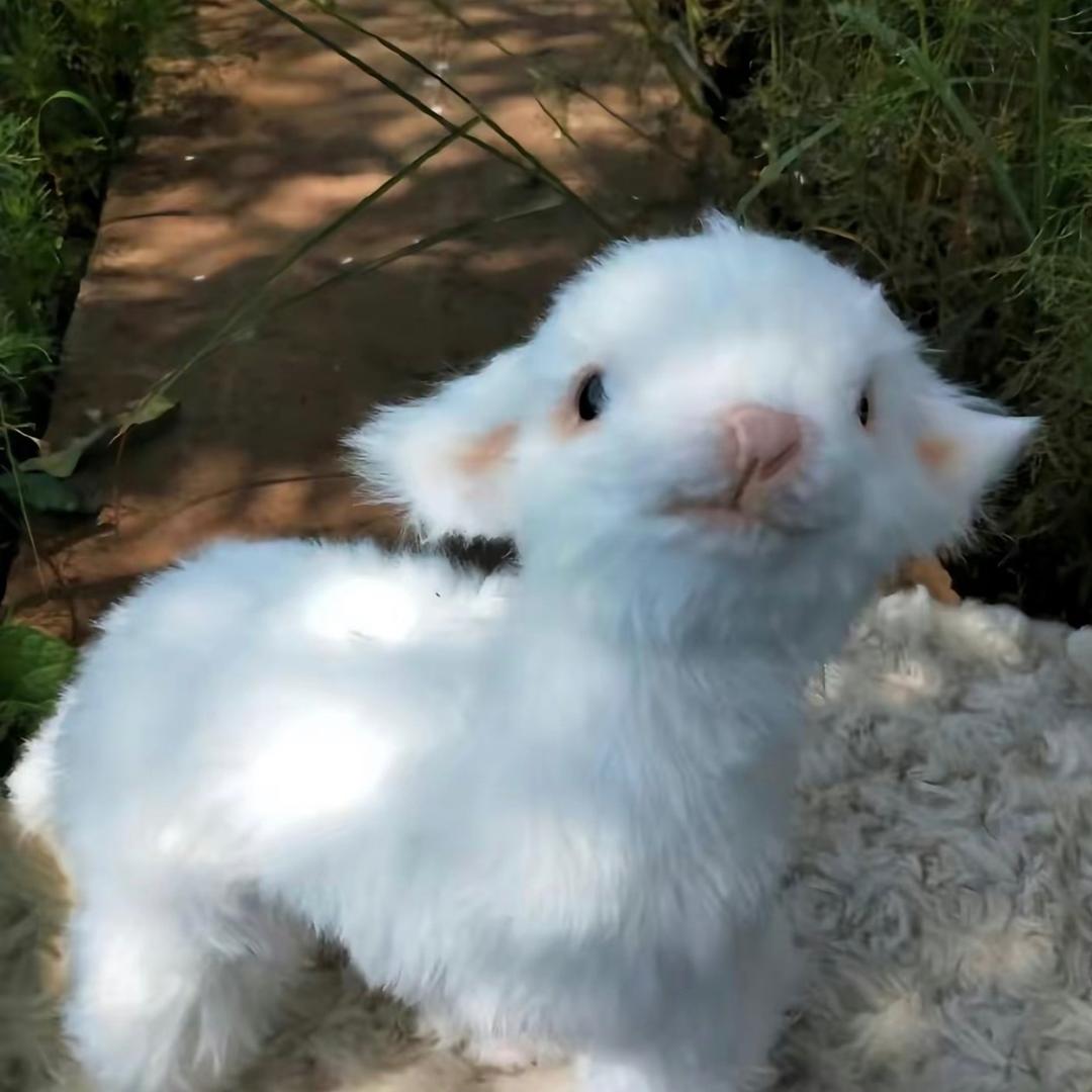 YaNg_₌᳐･֊･₌᳐੭