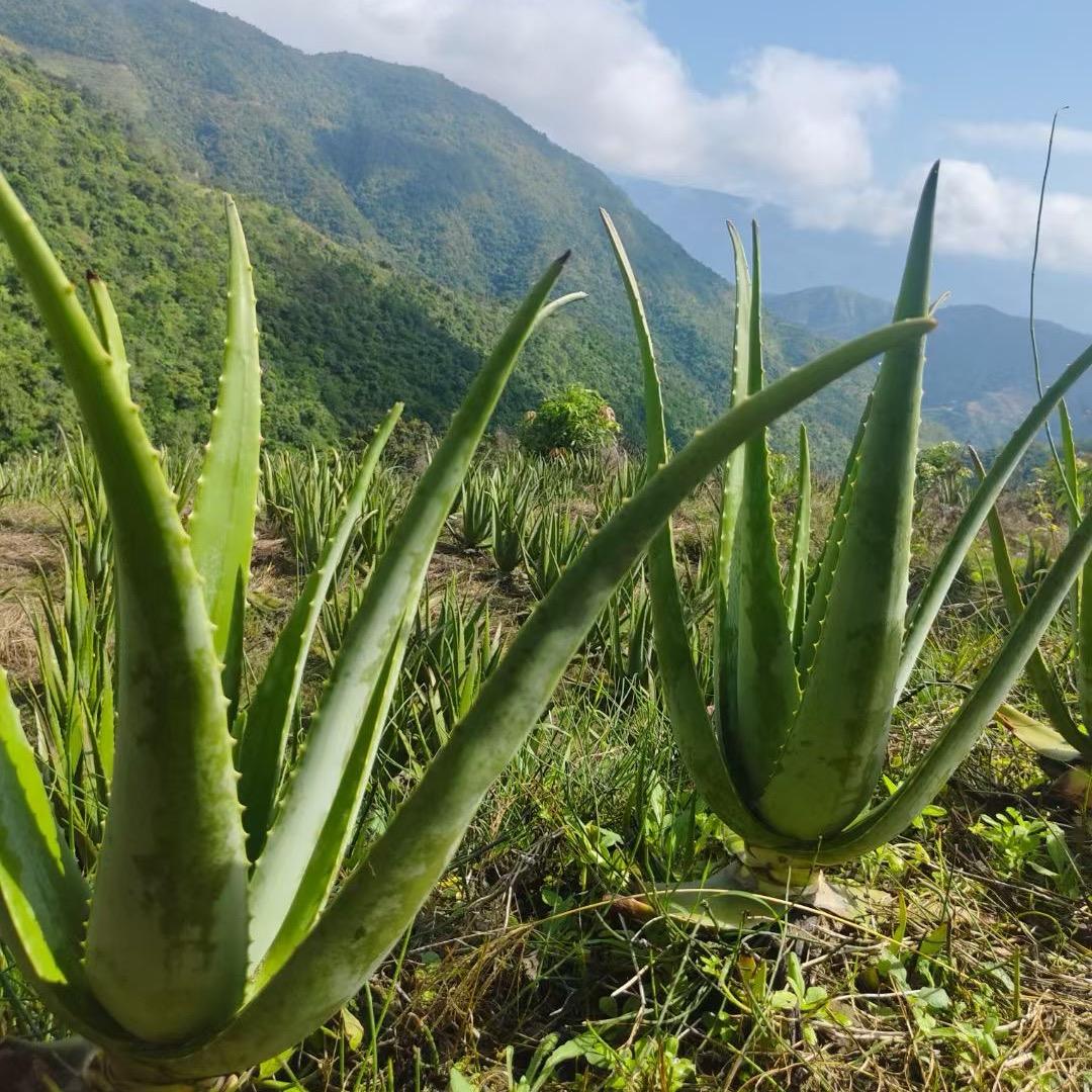 云南元江库拉索芦荟（种植基地芦荟小苗批发