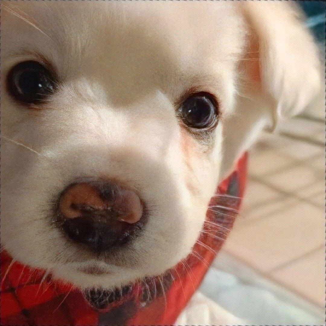 小狗偷吃烤肠🍖