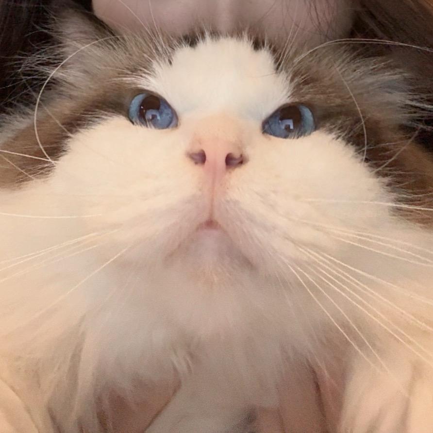 皮卡猫