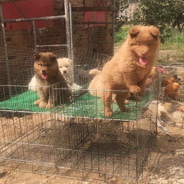 成信凯哥，廣西玉林土松，可以代替淘🐶