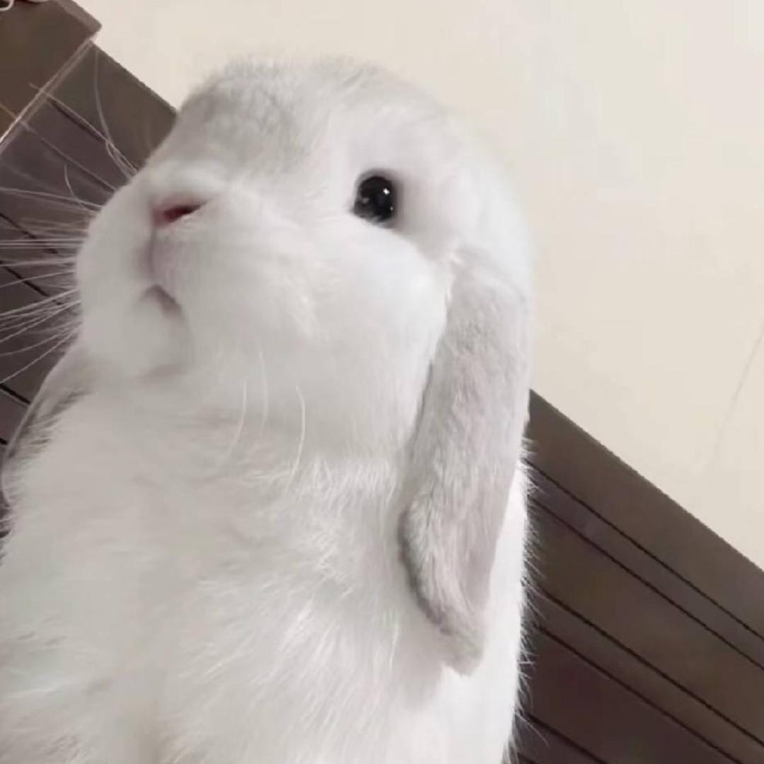 想再见妳。