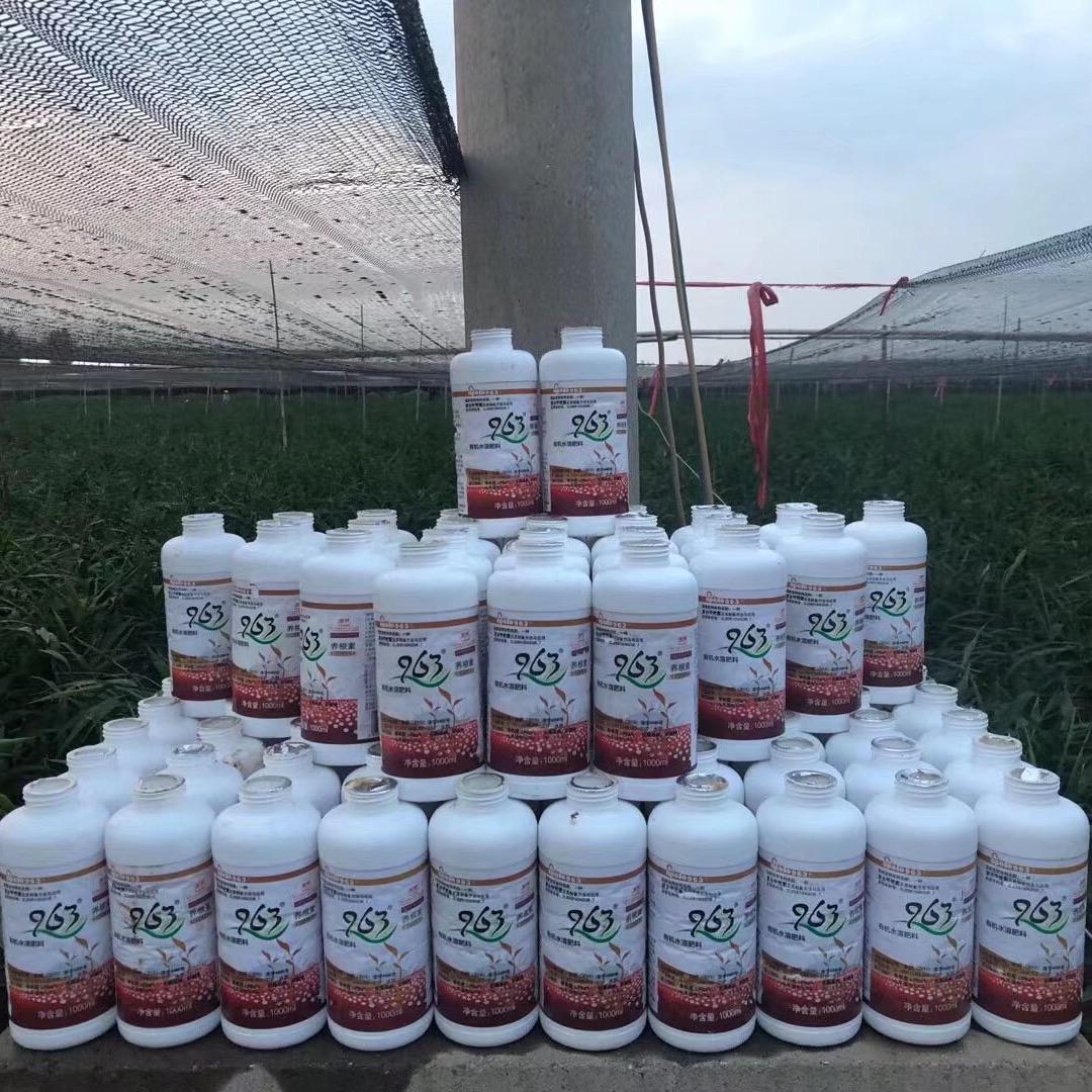 963农业—安丘秋霞