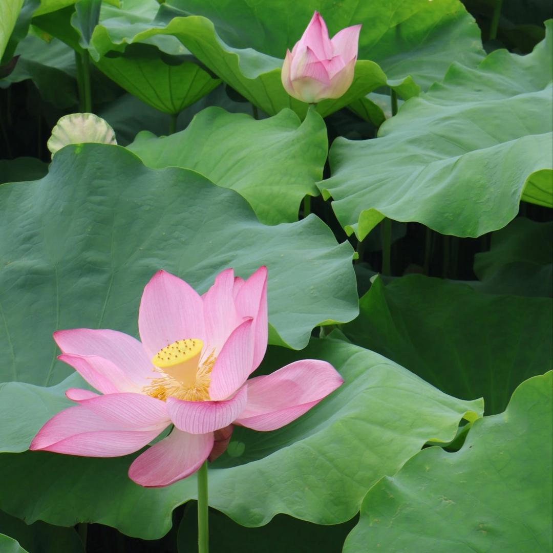 蕉财进宝.