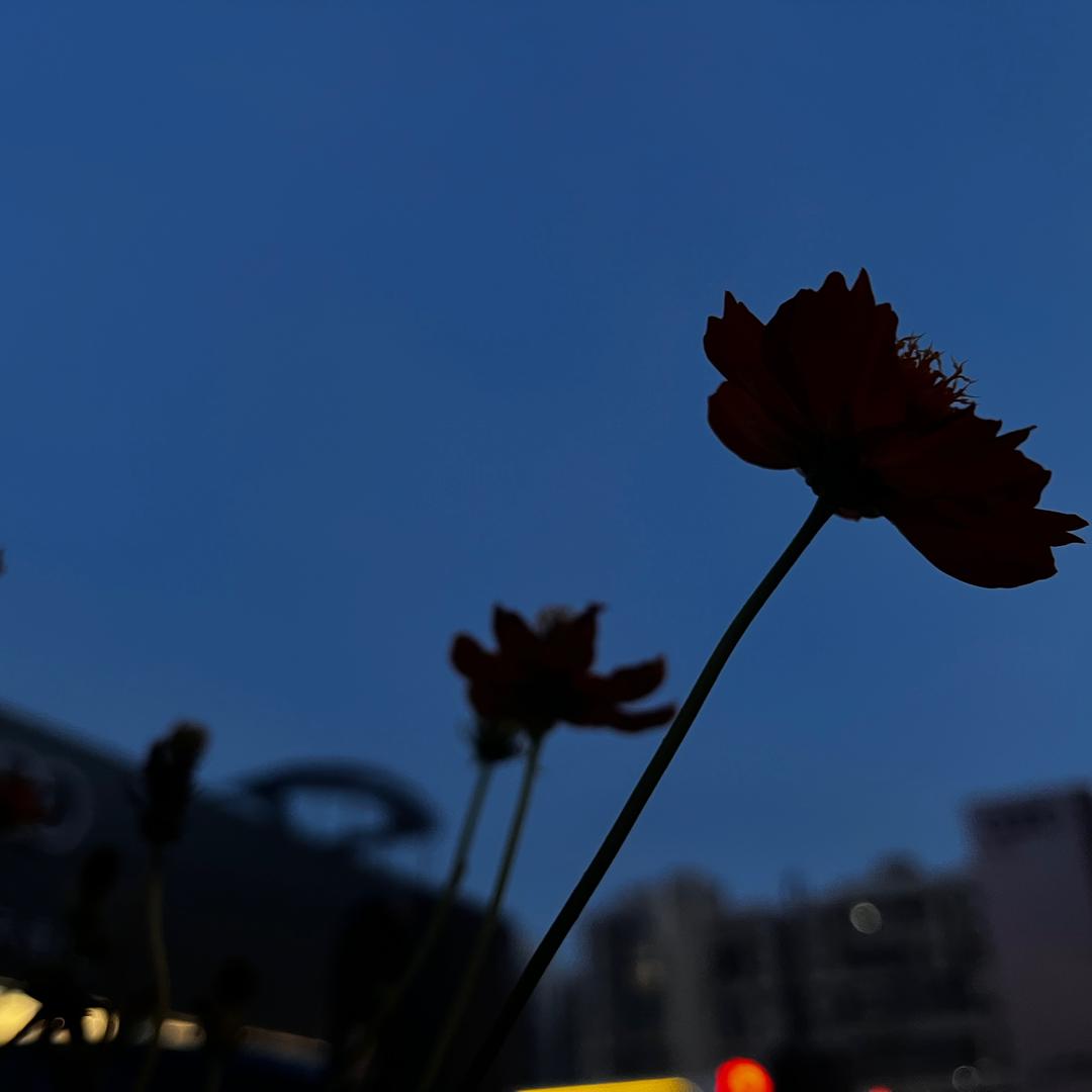 鱼小宝丫