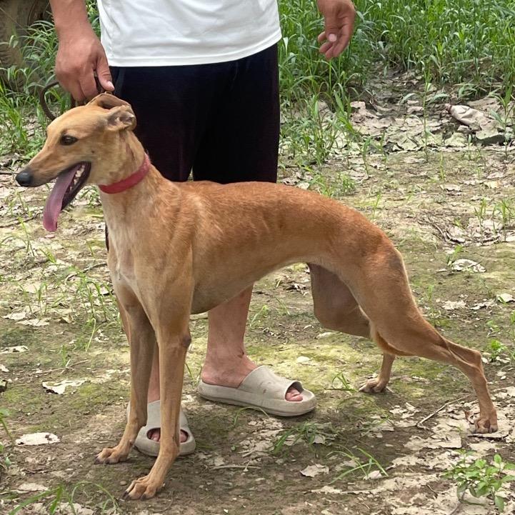友谊犬舍