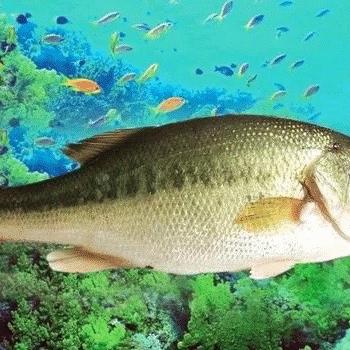 鲈鱼养殖基地-刘生