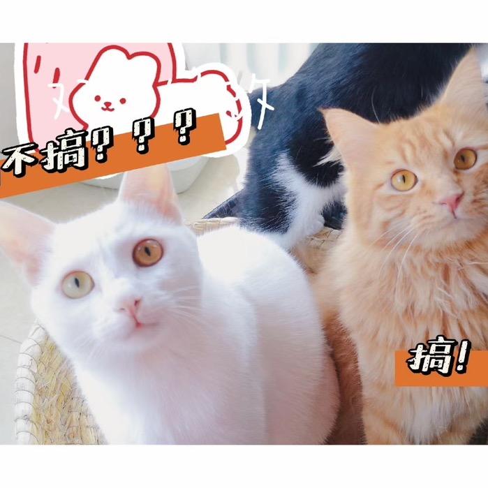 奶油家的小橘子