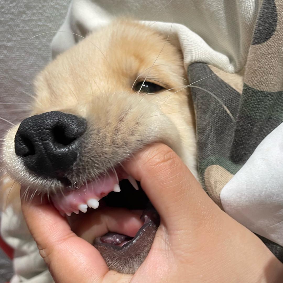 小狗有话说