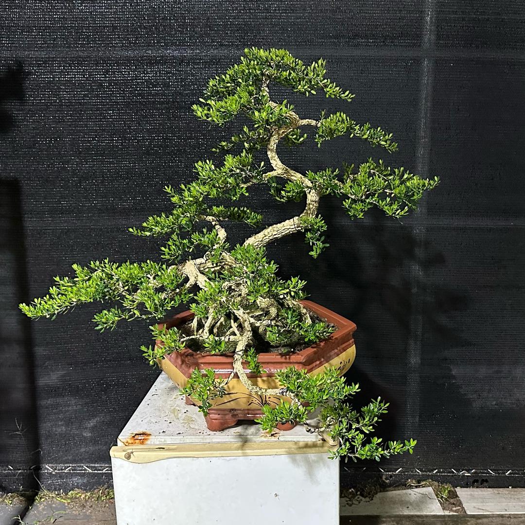 霞姐黄杨盆艺