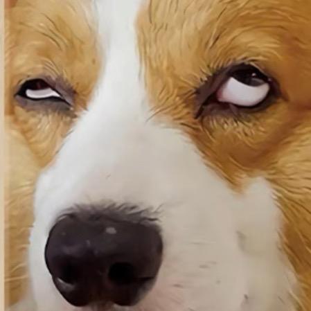 橘猫才不胖呢
