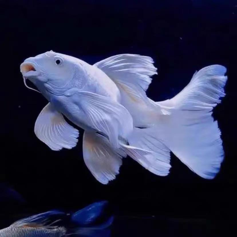 派族观赏鱼