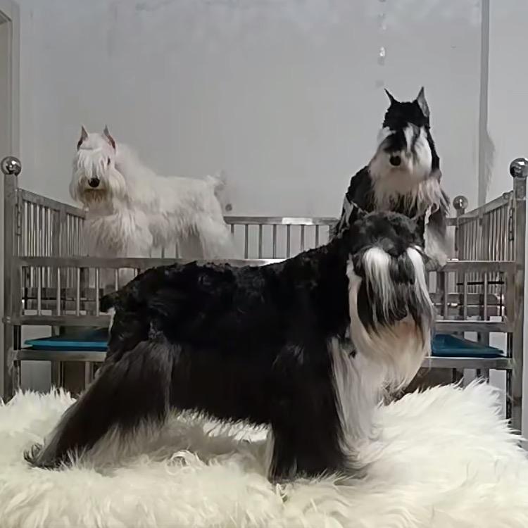 大军名宠（雪纳瑞犬）