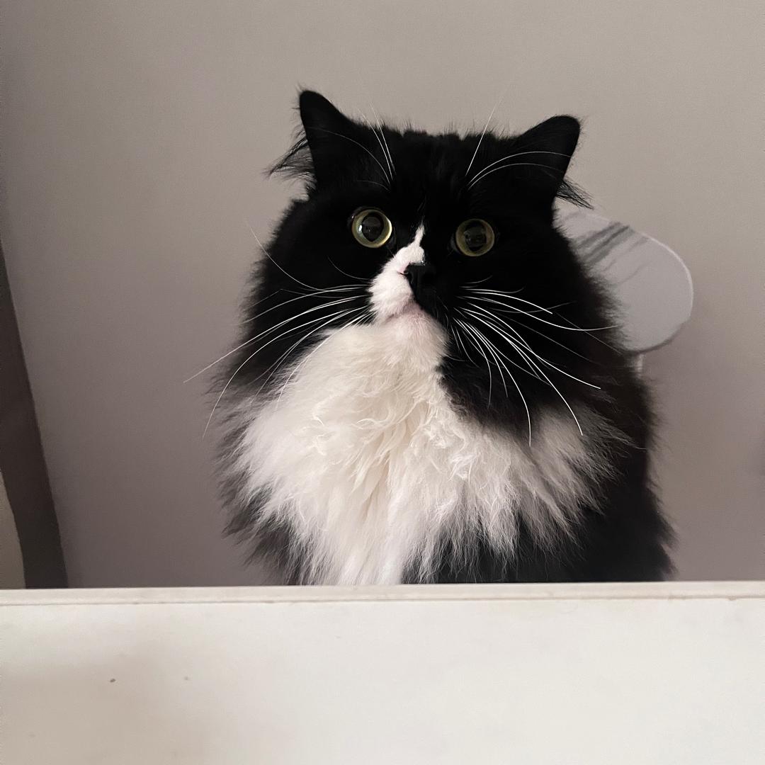辣条是只猫