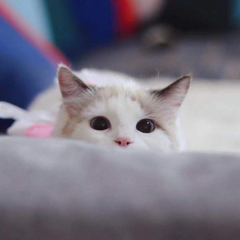 猫猫🐱好物分享