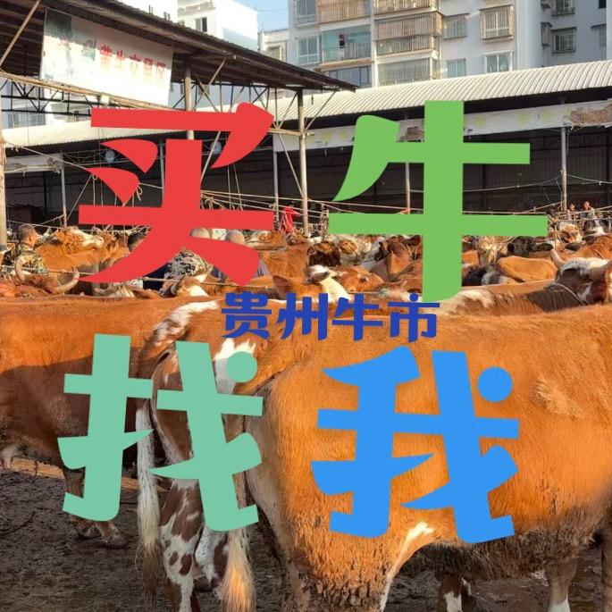 贵州牛市