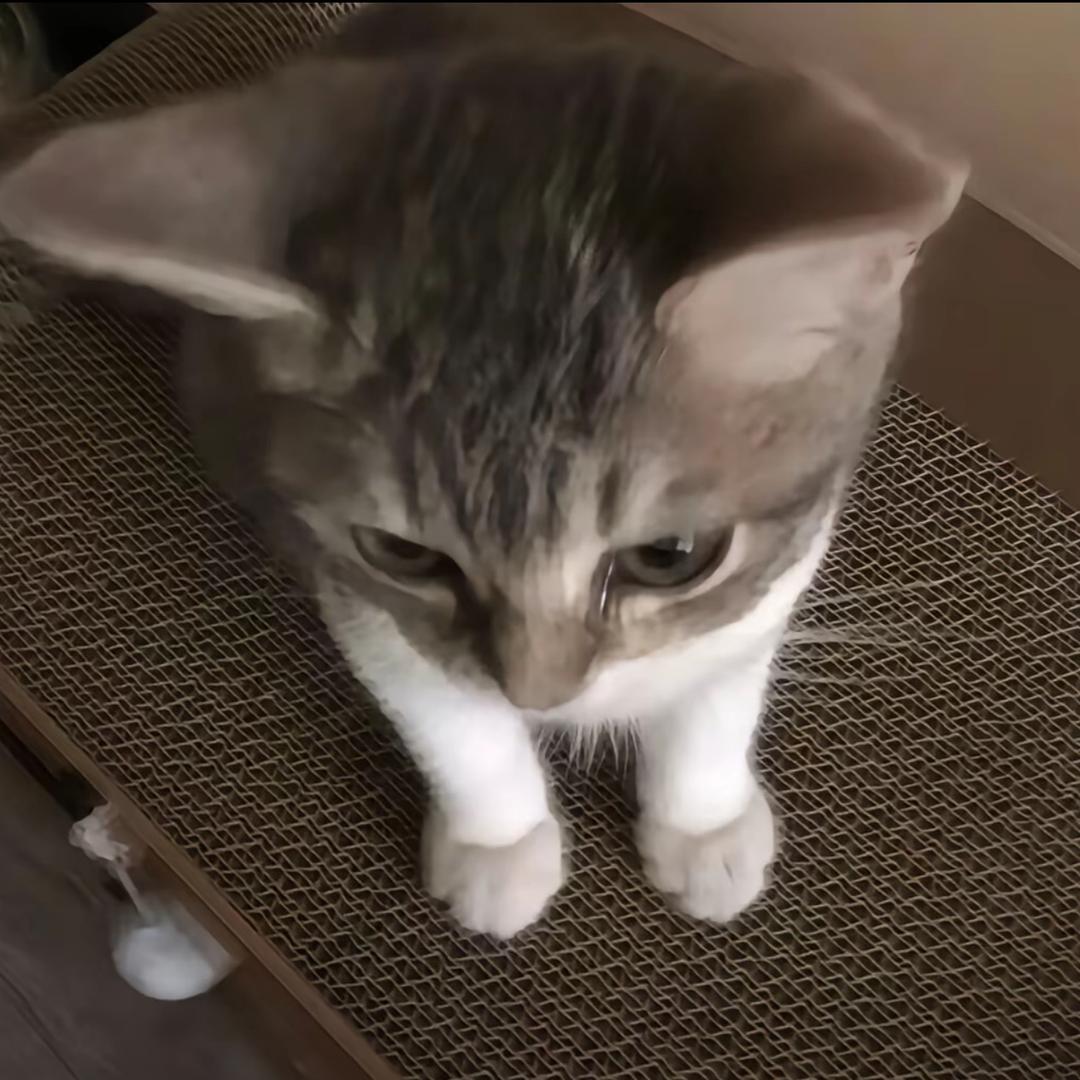 猪又酱