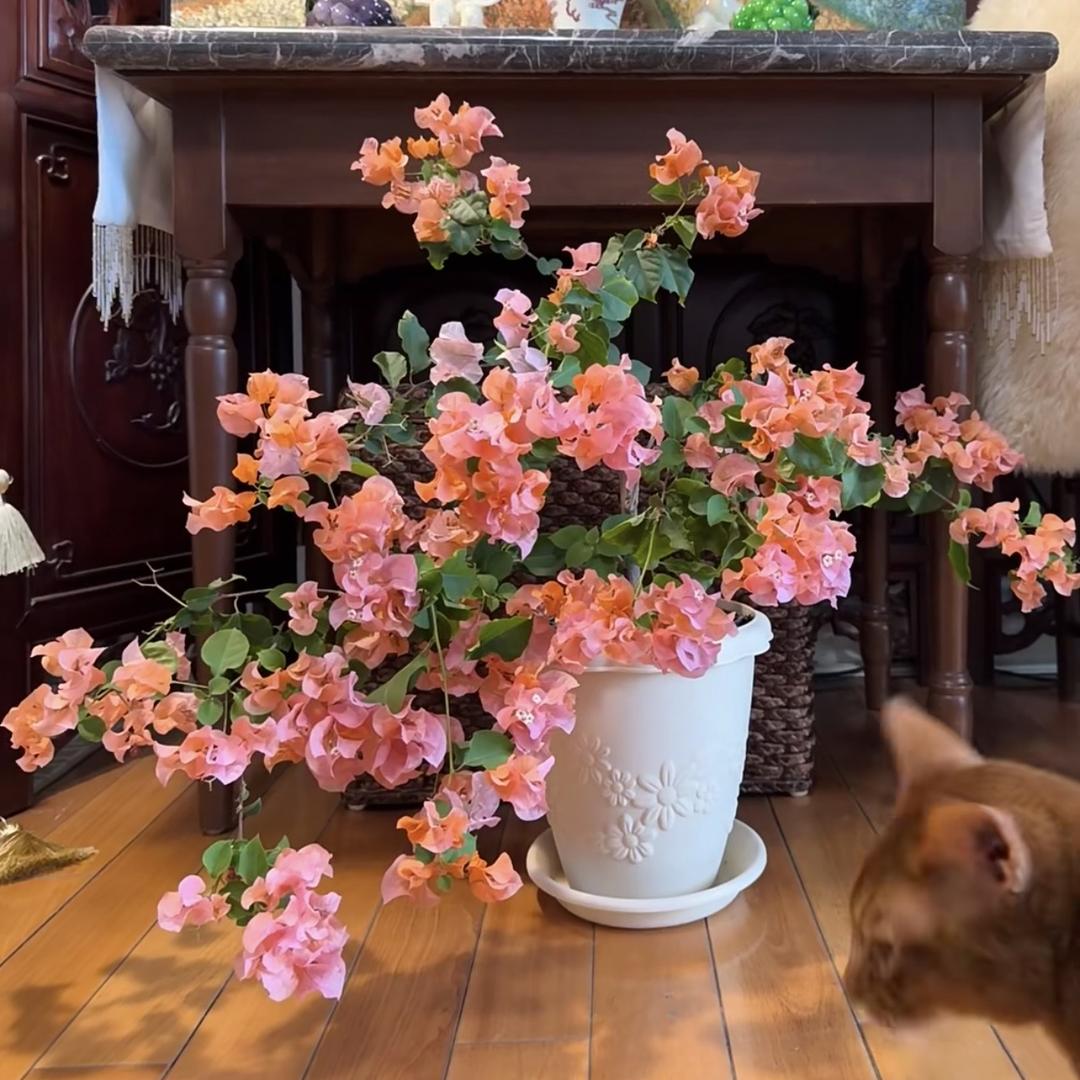 漳州三角梅臻选阁