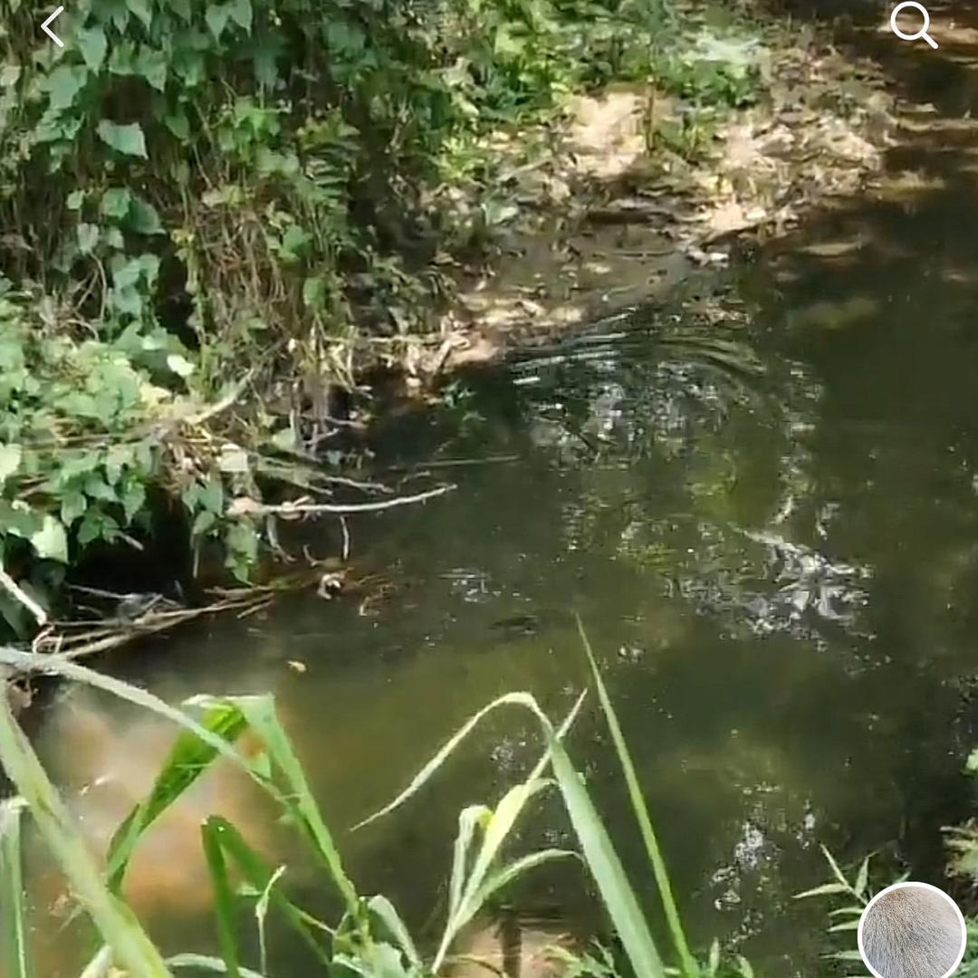 喜羊羊（户外）