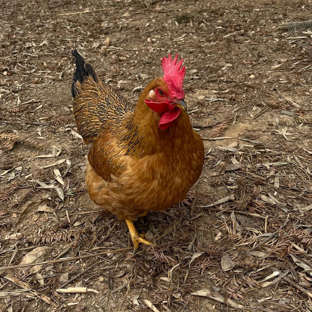 养鸡人王帅（批发.零售）