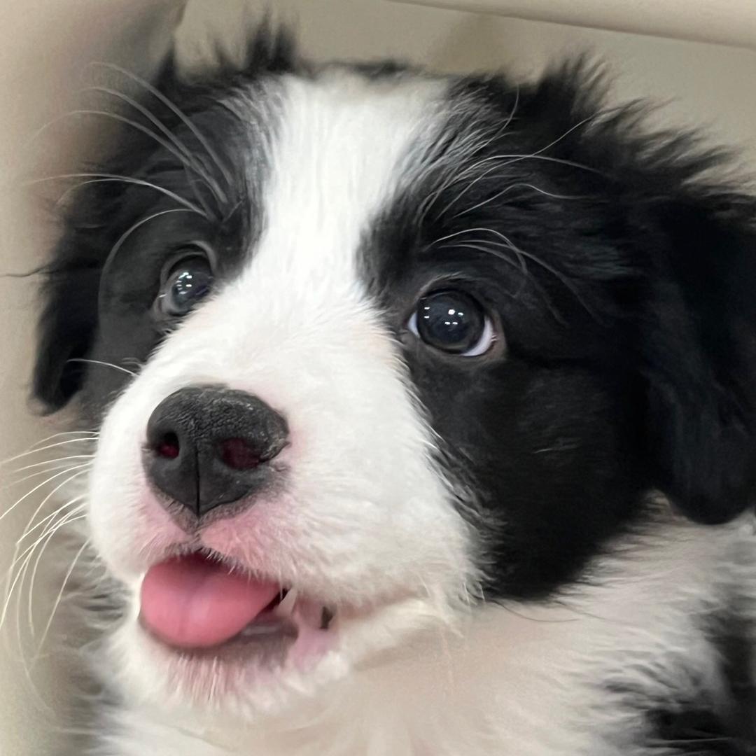小毛孩边牧（买🐶刘V）