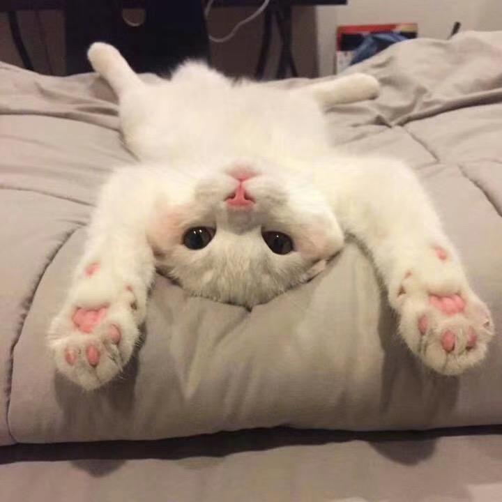 白宝🌙