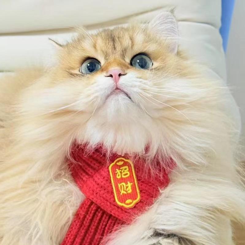 从非洲大草原回家の喵喵喵喵喵