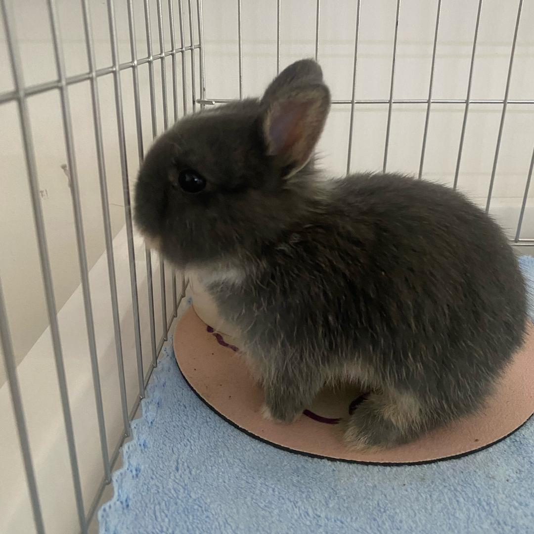 小灰灰赚口粮😊