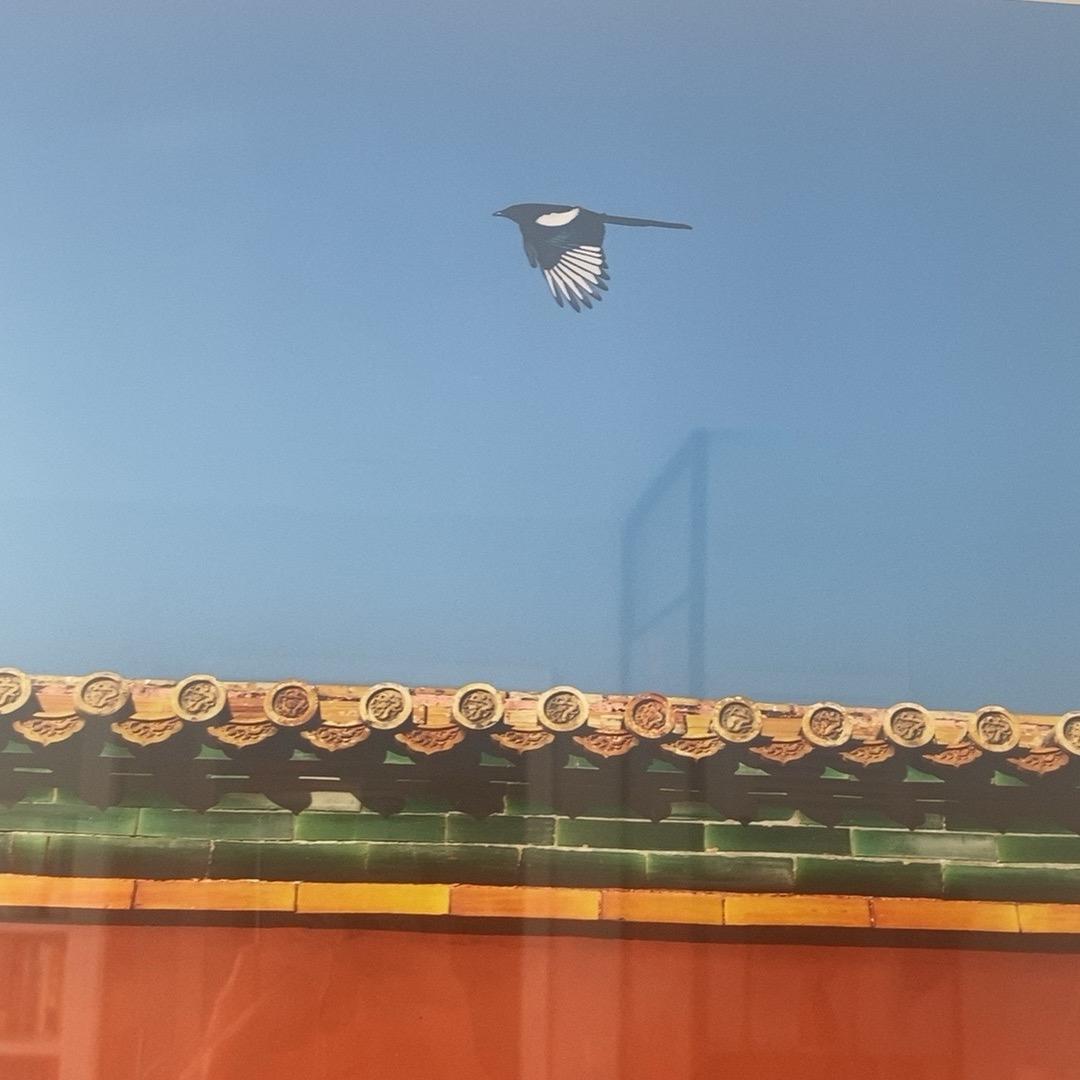 朱柏桦