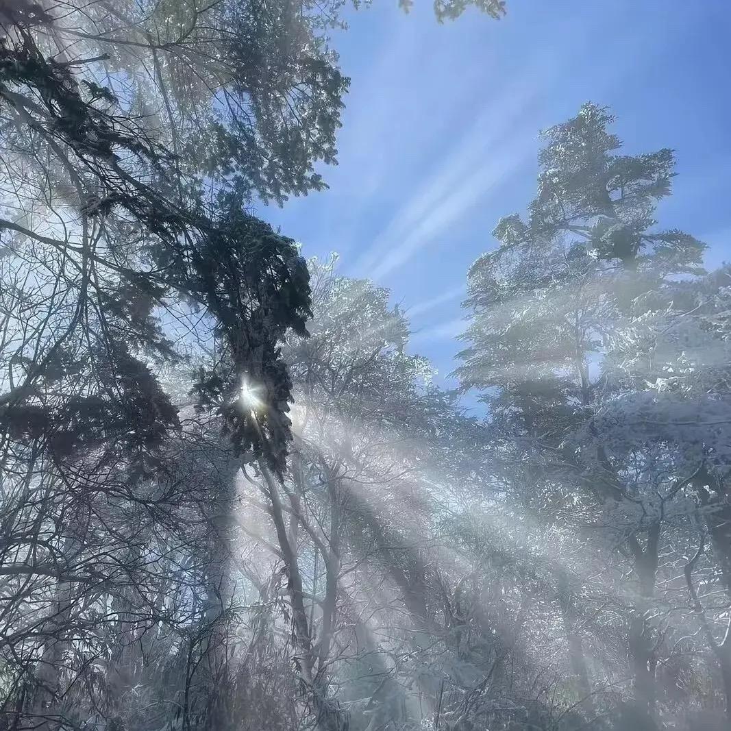 忽如一夜春风来