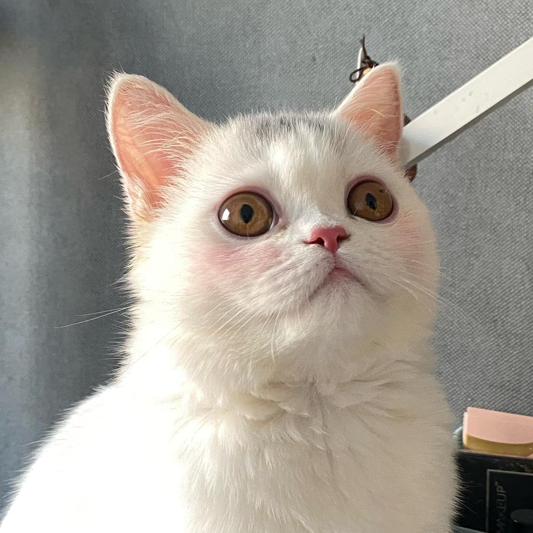 阿鱼