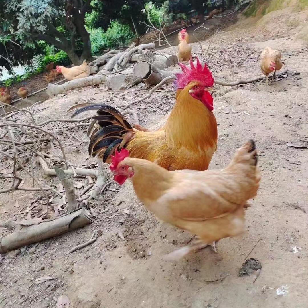 宝仔梧桐山散养鸡鸭鹅
