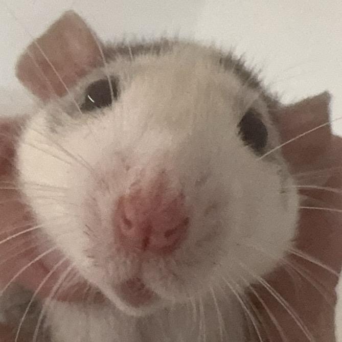 爆率离谱（接三角洲跑刀）