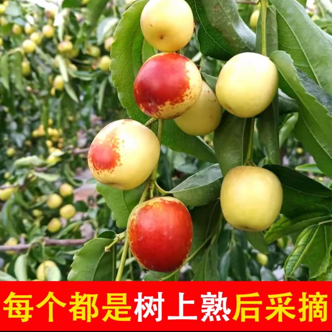 广东布拉肠粉工厂店