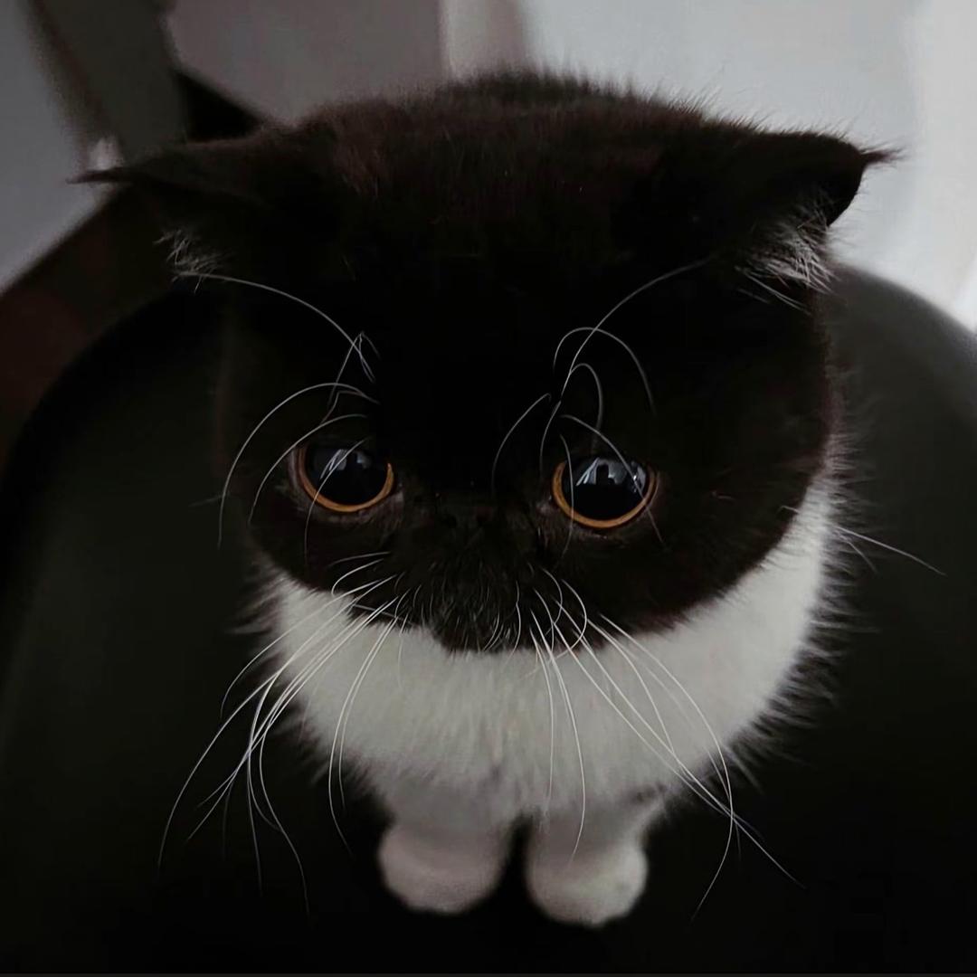 七颗痣