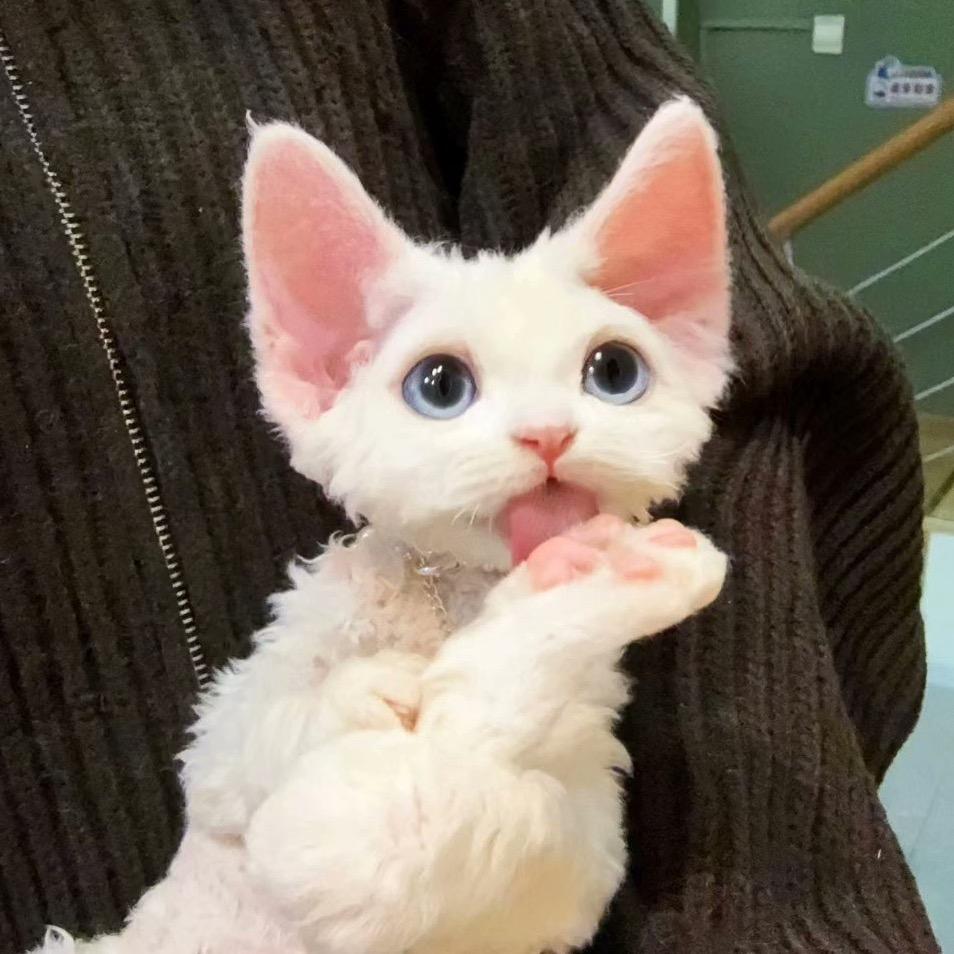 萌宠金渐层和德文