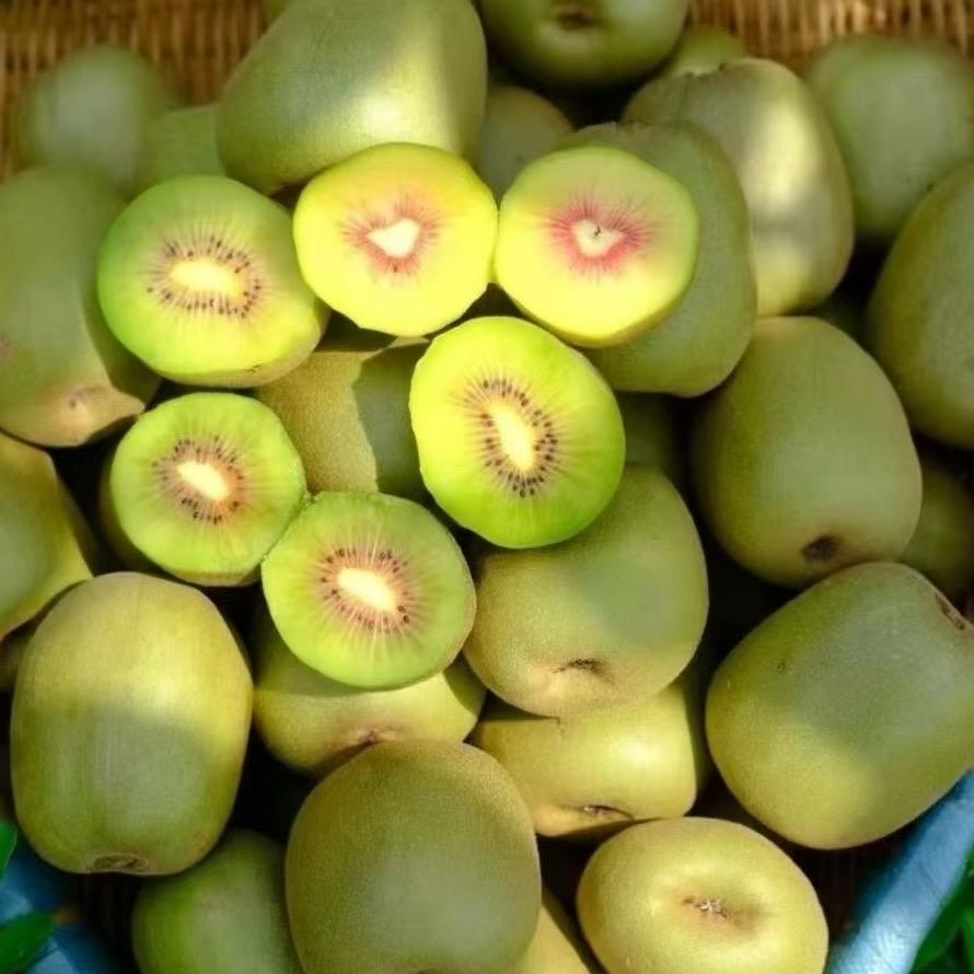 猕猴桃帮主🥝