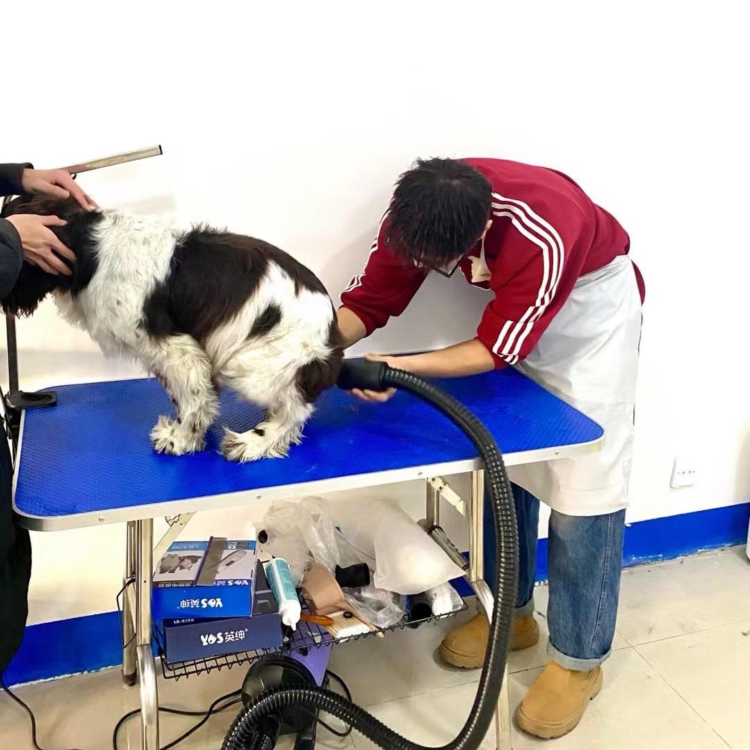 财猫双犬宠物店