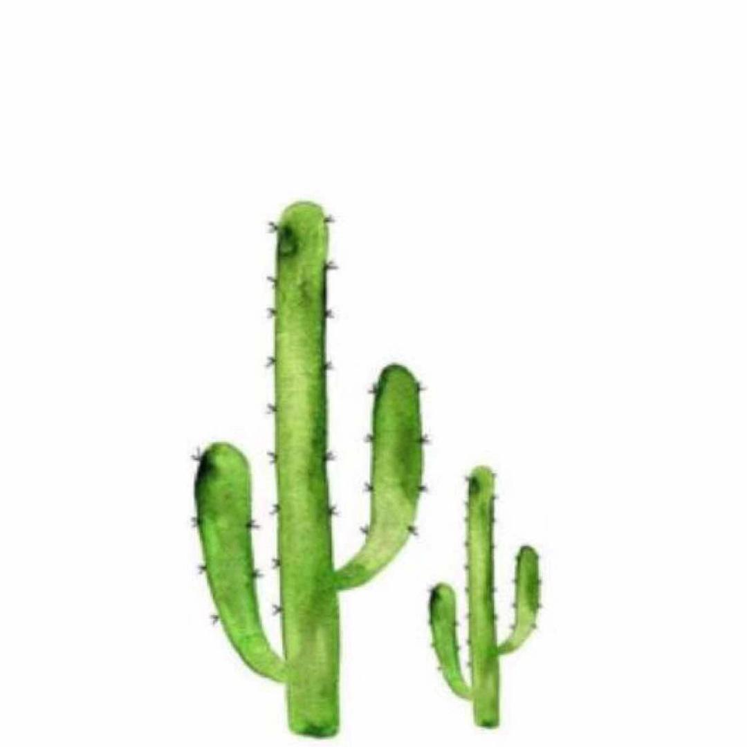 🌵七七𓆡𓈒 𓂂𓈒