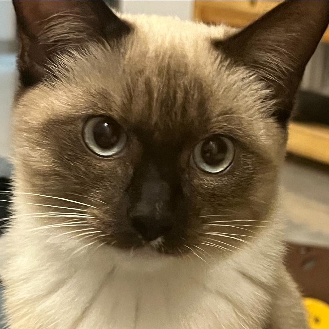 九千万是只猫🐱