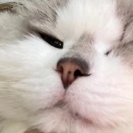 虎