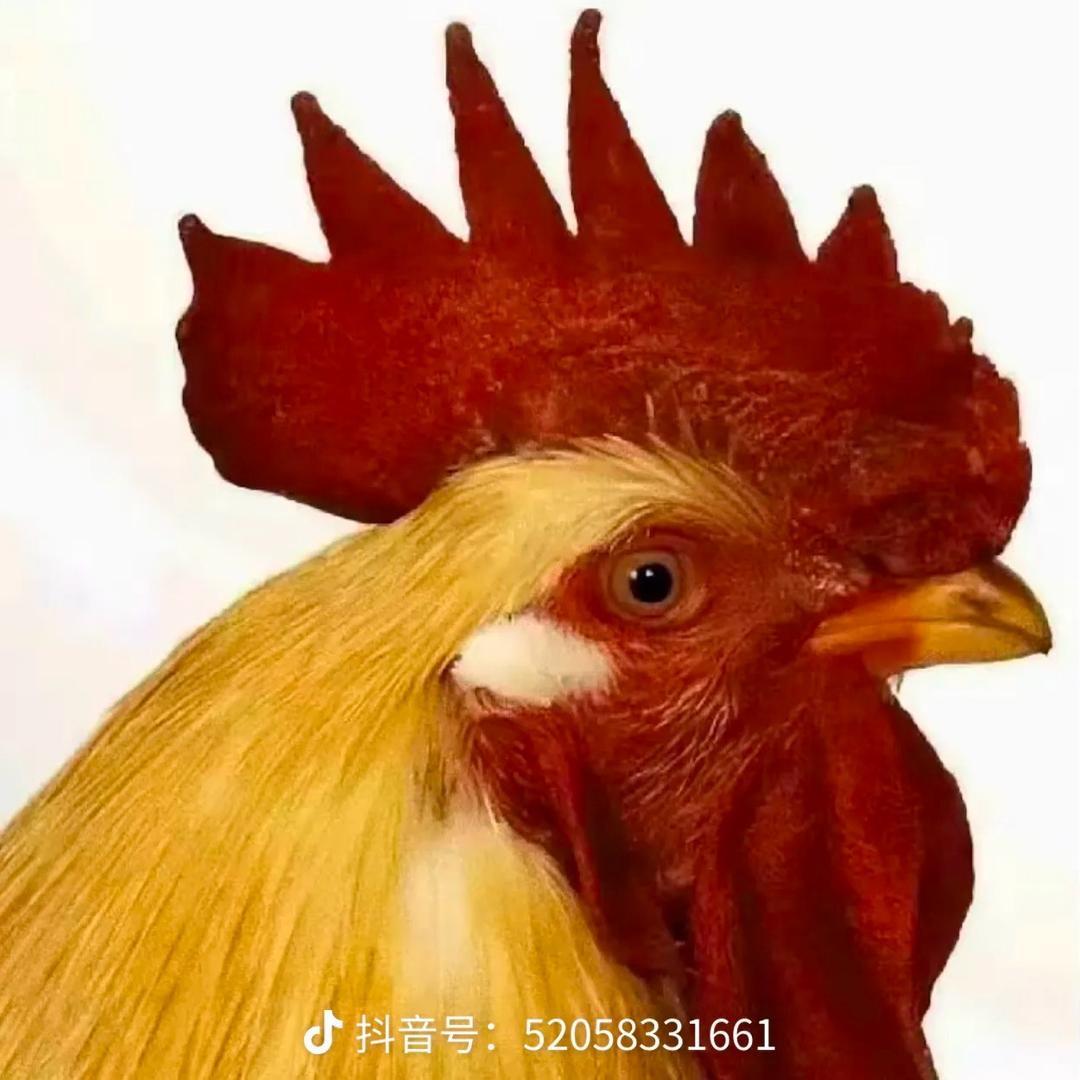 勇往直前 - 澳数