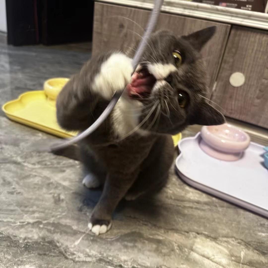小卢的养猫日记