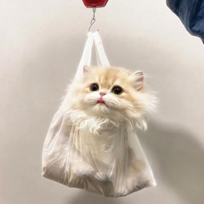 带着早安捡破烂🖤