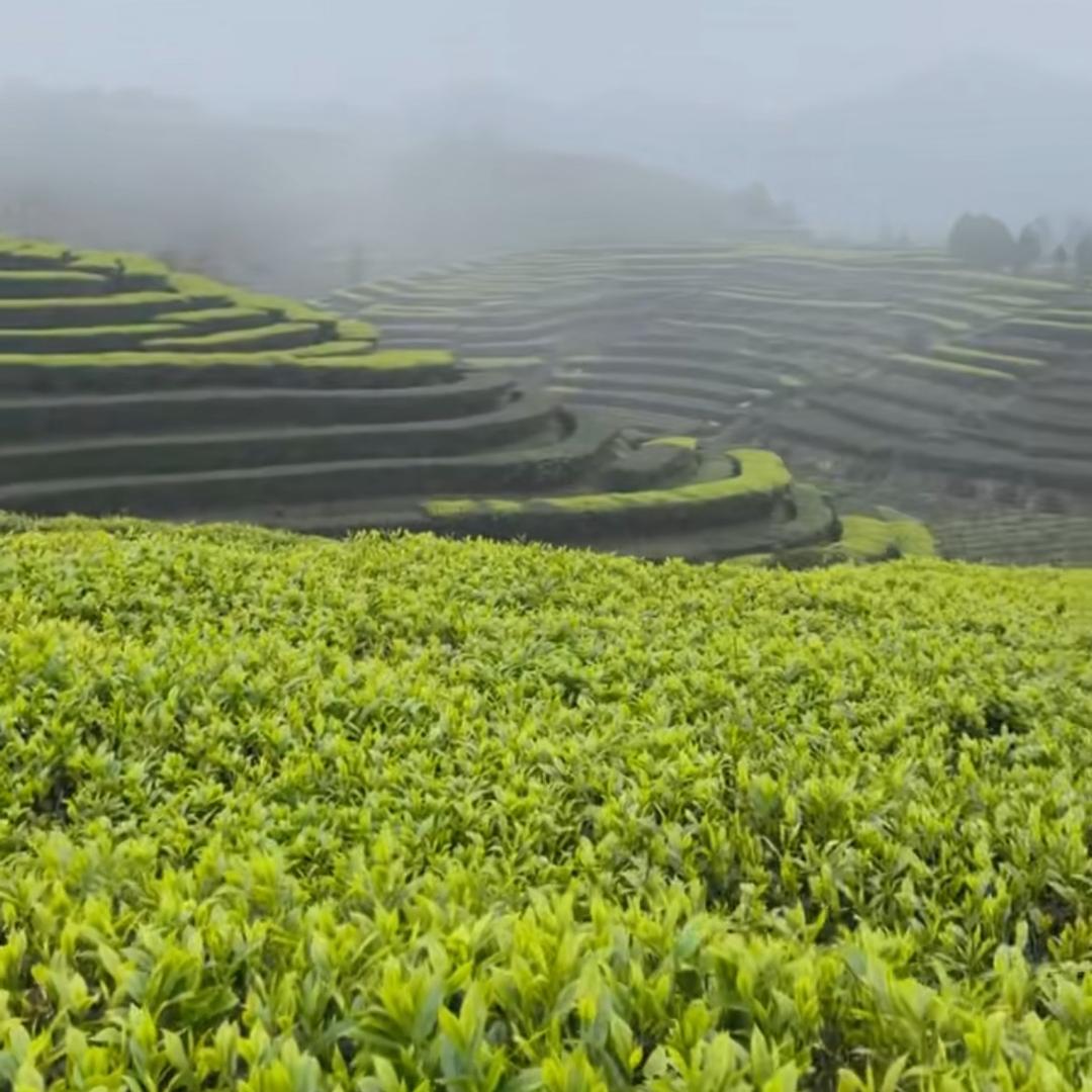 啊敏茶叶商行