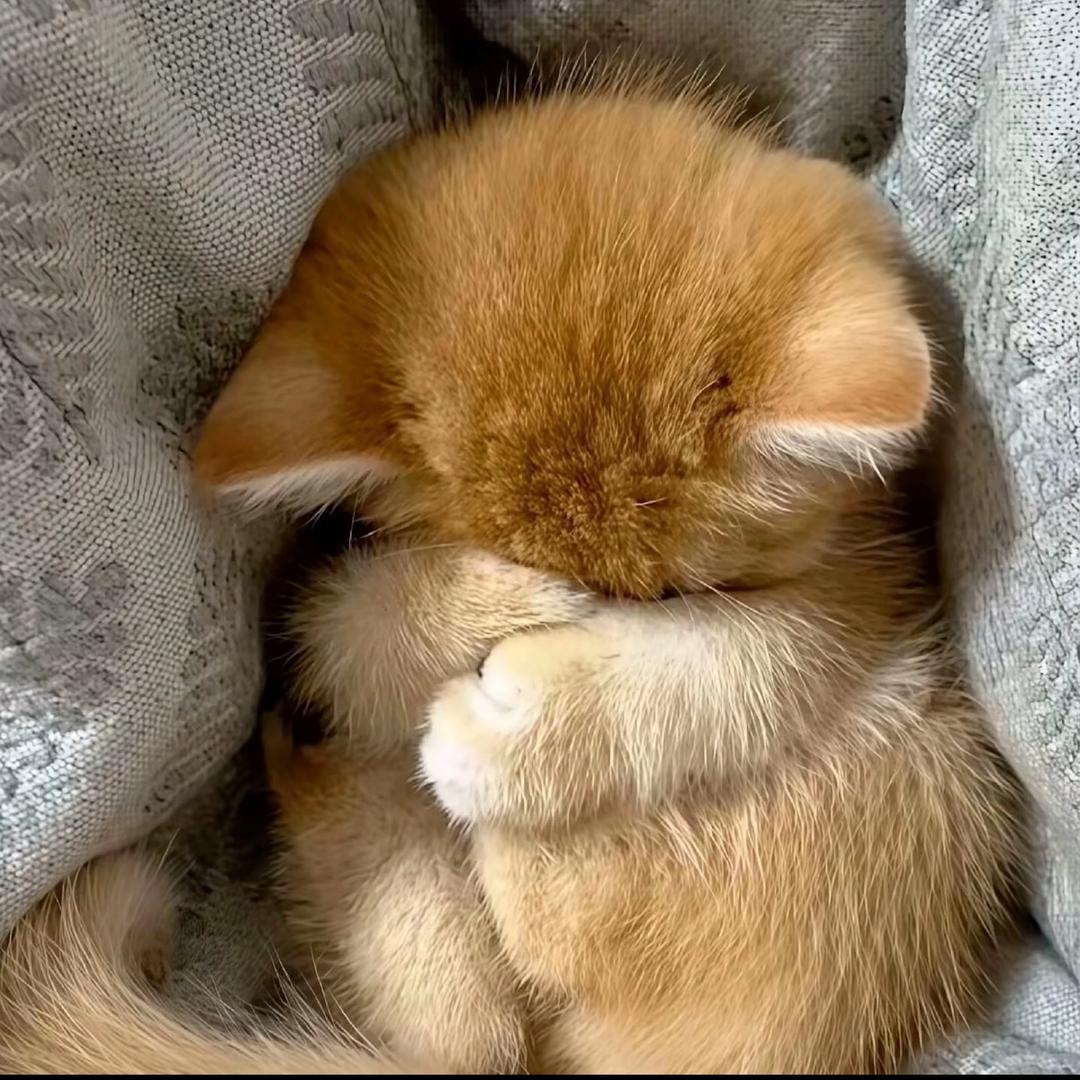 芝芝🧀