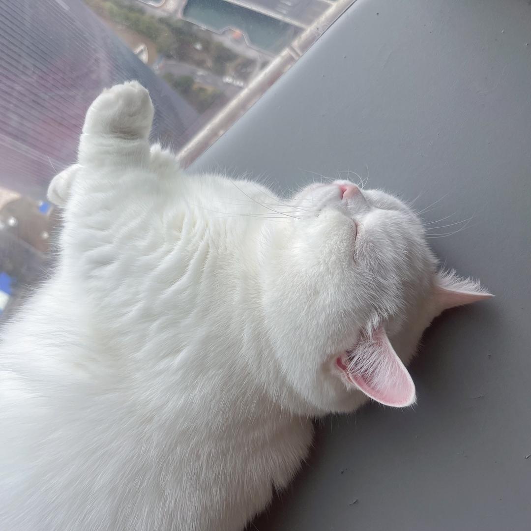 小鹿