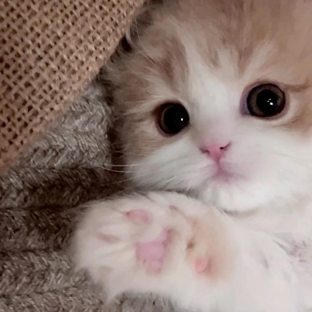 小丸